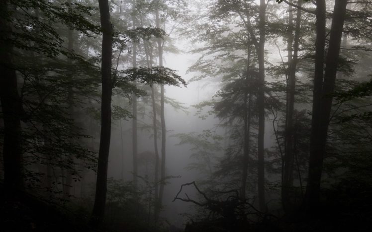 forest, Fog, Driftwood, Silhouettes, Trees HD Wallpaper Desktop Background