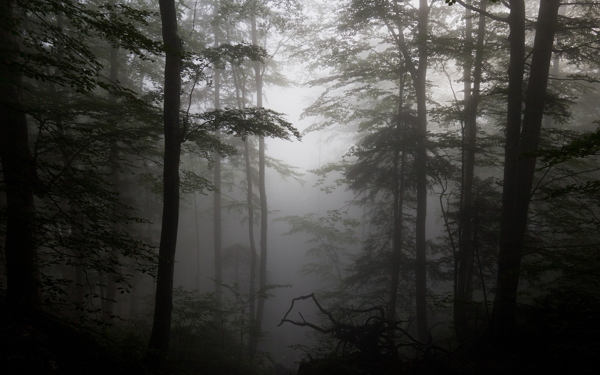 forest, Fog, Driftwood, Silhouettes, Trees Wallpaper
