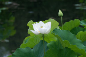 lotus, White, Pond, Water, Lily