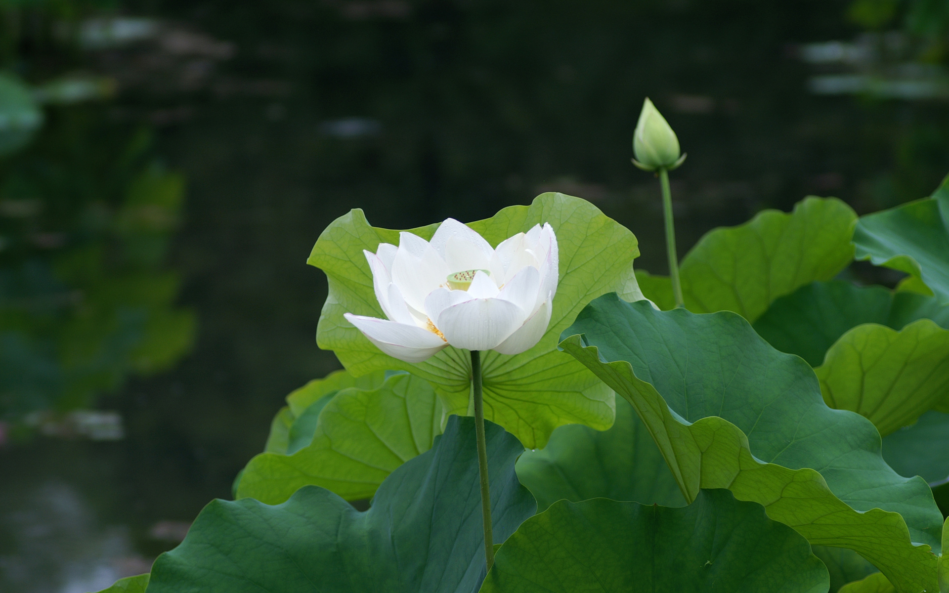lotus, White, Pond, Water, Lily Wallpaper