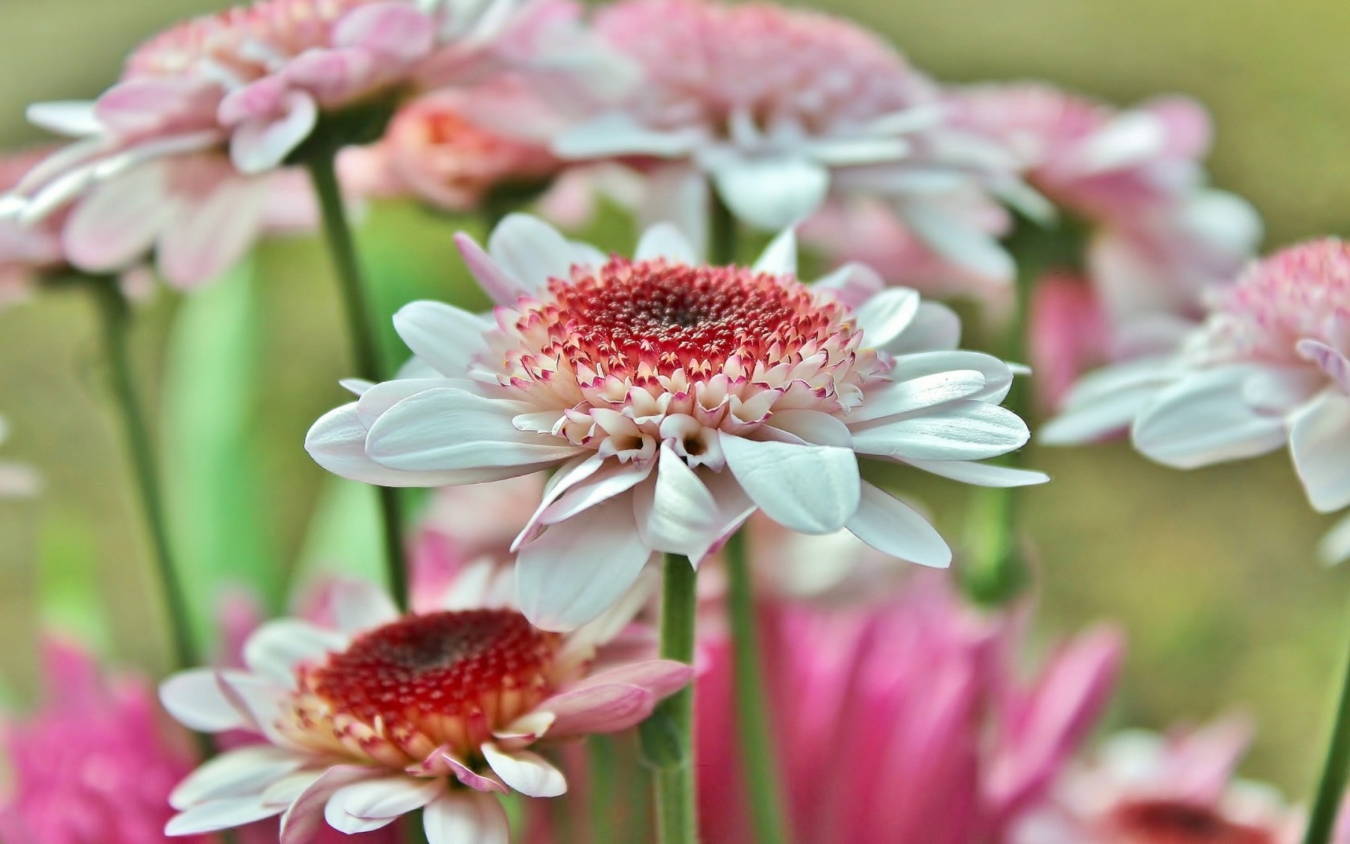 macro, Gerbera, Petals Wallpaper