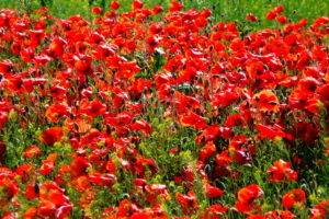 poppies, Red, Flowers