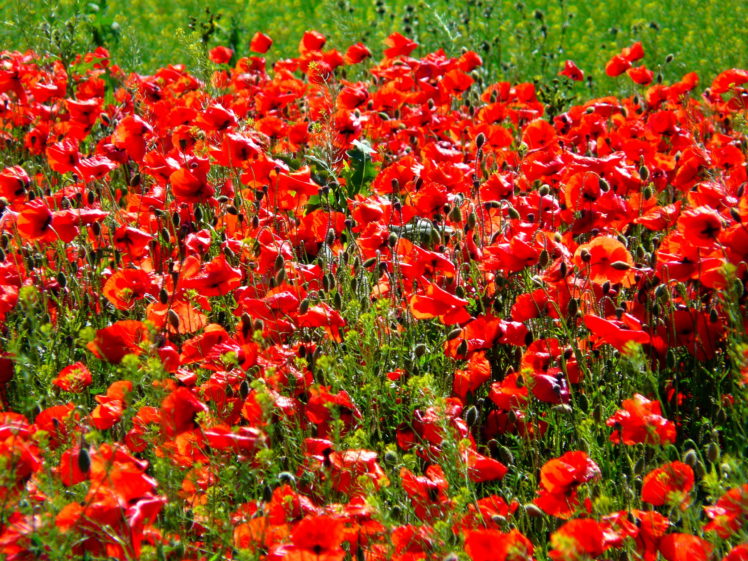 poppies, Red, Flowers HD Wallpaper Desktop Background
