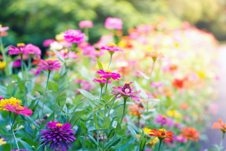 garden, Nature, Landscape, Plants, Flowers, Flower, Landscaping HD Wallpaper Desktop Background
