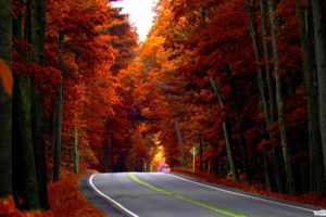 road, Forest, Trees, Autumn