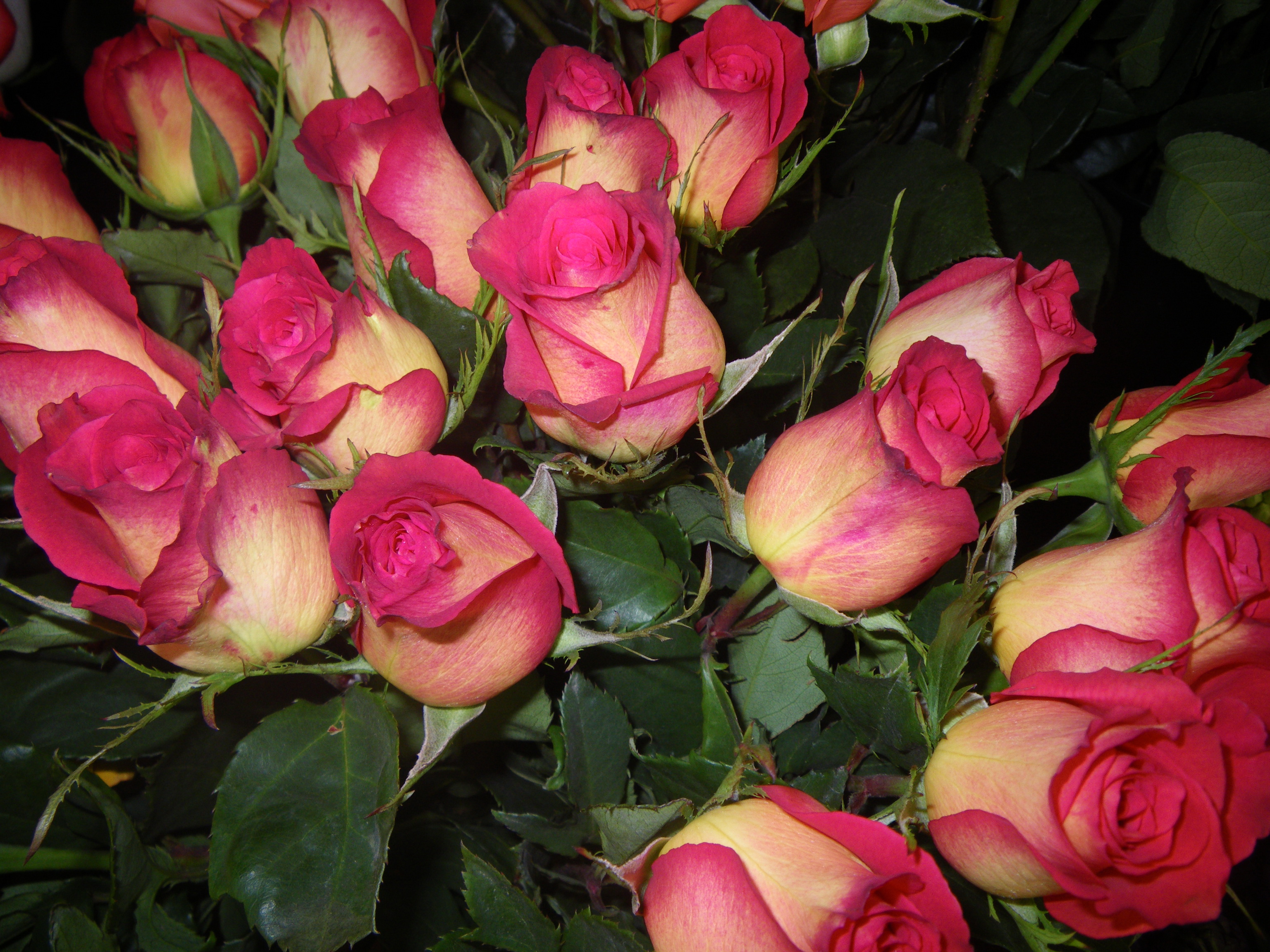 roses, Flowers Wallpaper