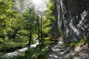 sunlight, Path, Trail, Forest, River, Trees, Rock, Stone
