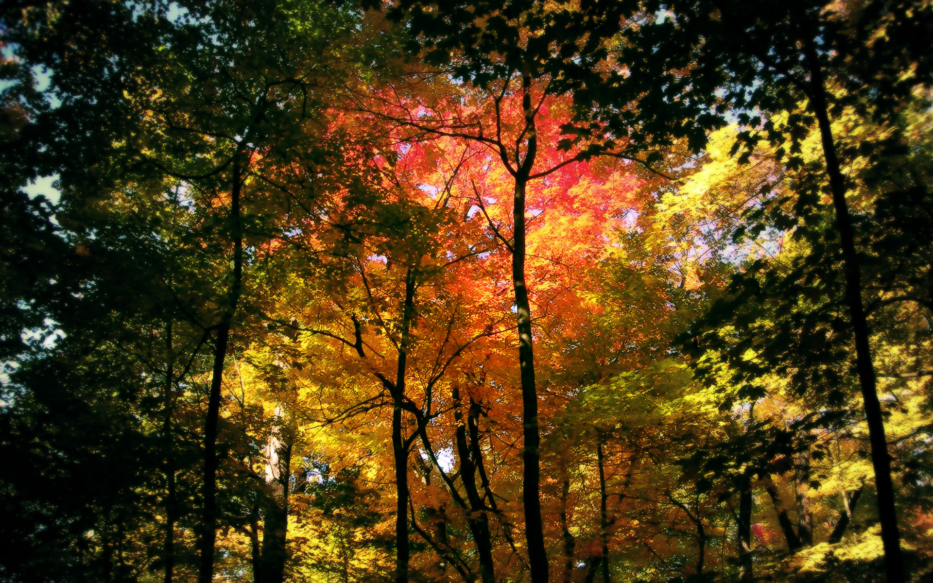 forest Wallpaper