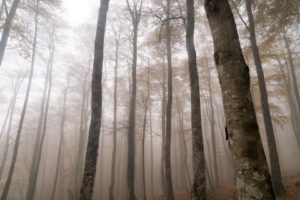 forest, Mist, Nature, Landscape, Fog