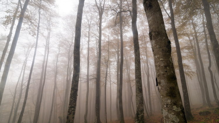 forest, Mist, Nature, Landscape, Fog HD Wallpaper Desktop Background