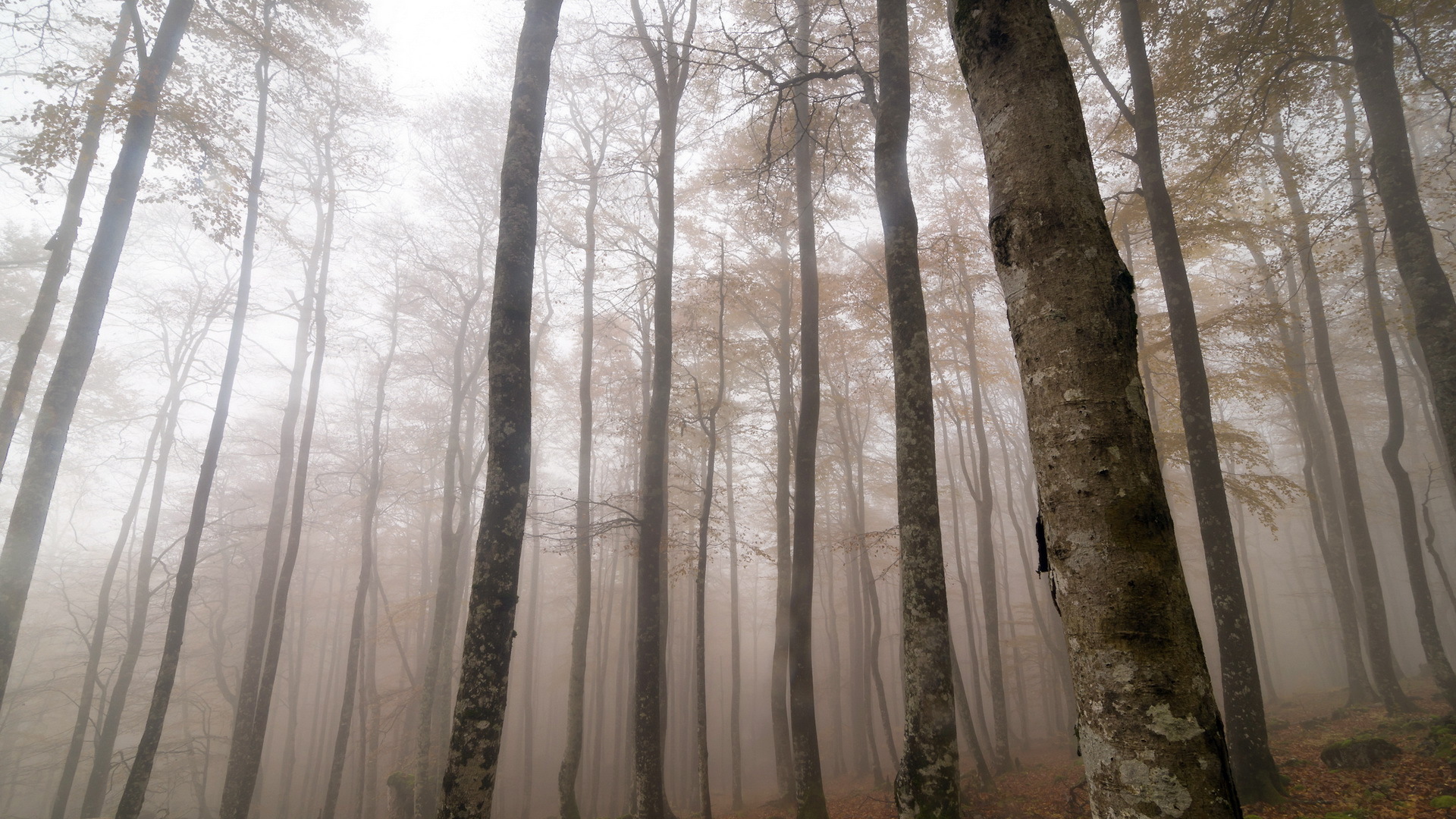 forest, Mist, Nature, Landscape, Fog Wallpaper