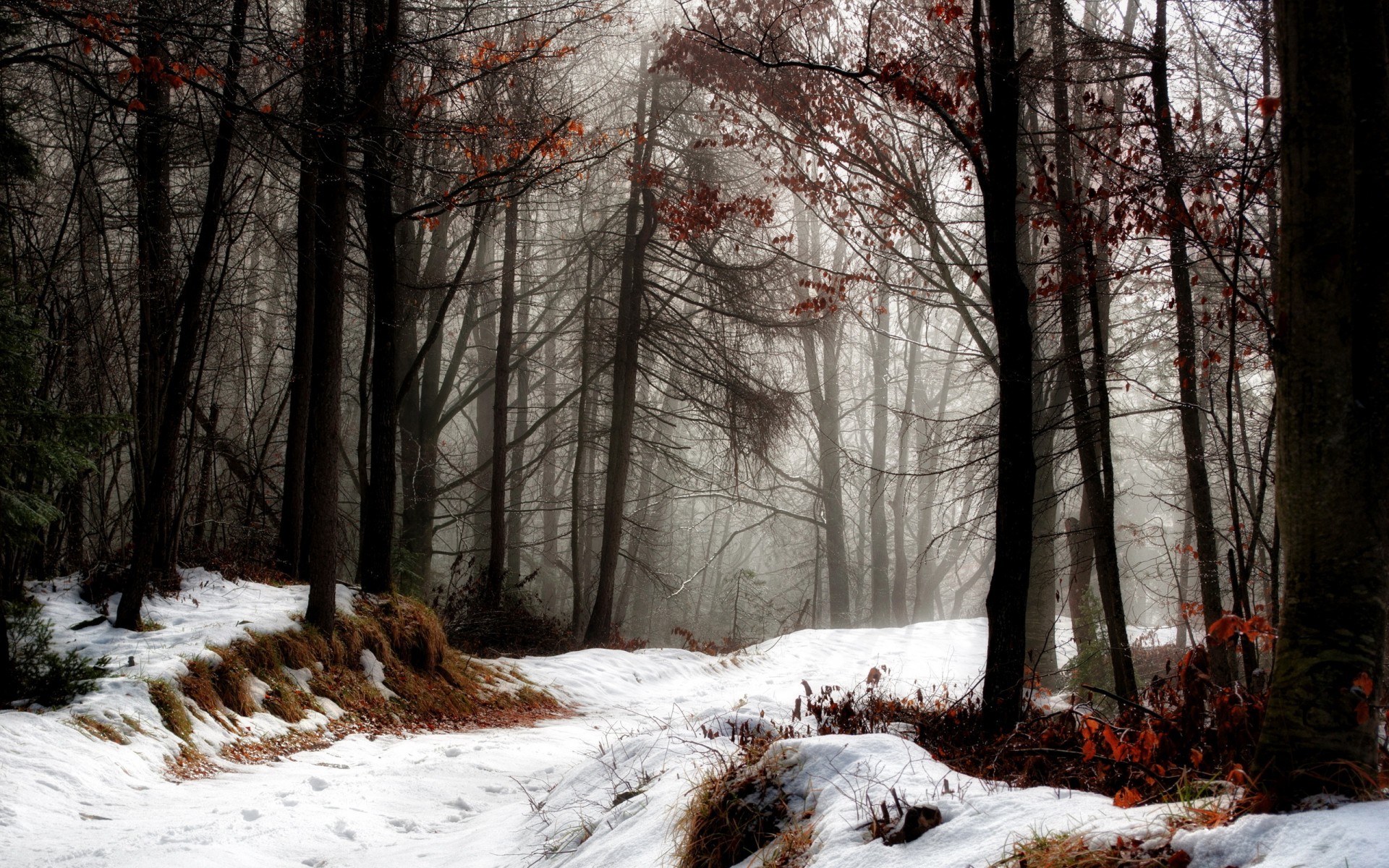 forest, Winter, Road Wallpaper