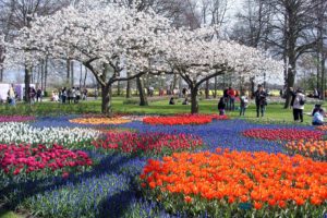 tulips, Trees, Park, Peoples, Beautiful, Flower, Tree