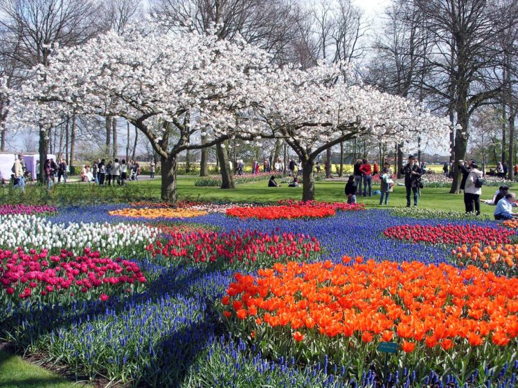 tulips, Trees, Park, Peoples, Beautiful, Flower, Tree HD Wallpaper Desktop Background