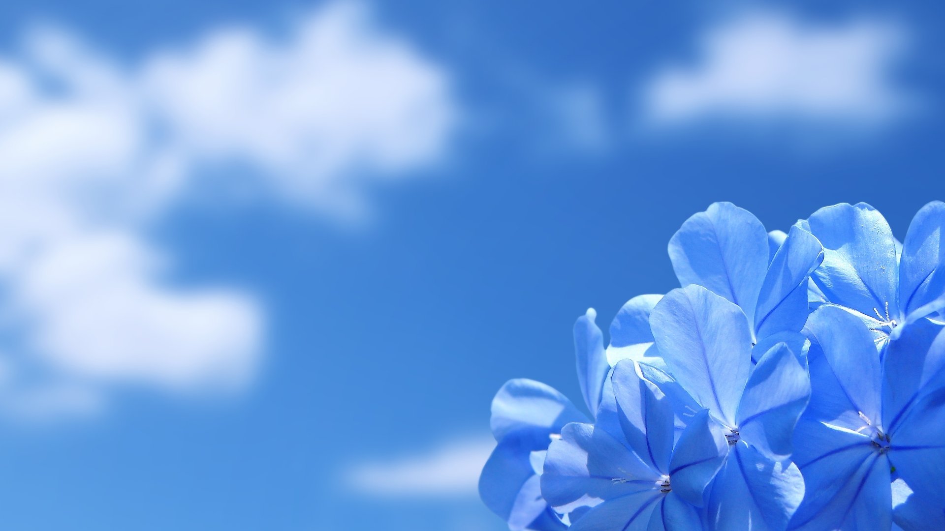 980880 Wallpaper