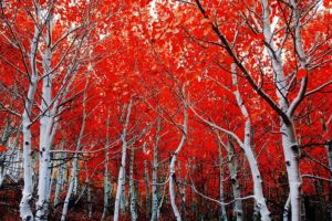 beauty, Nature, Landscape, Tree, Red, Forest