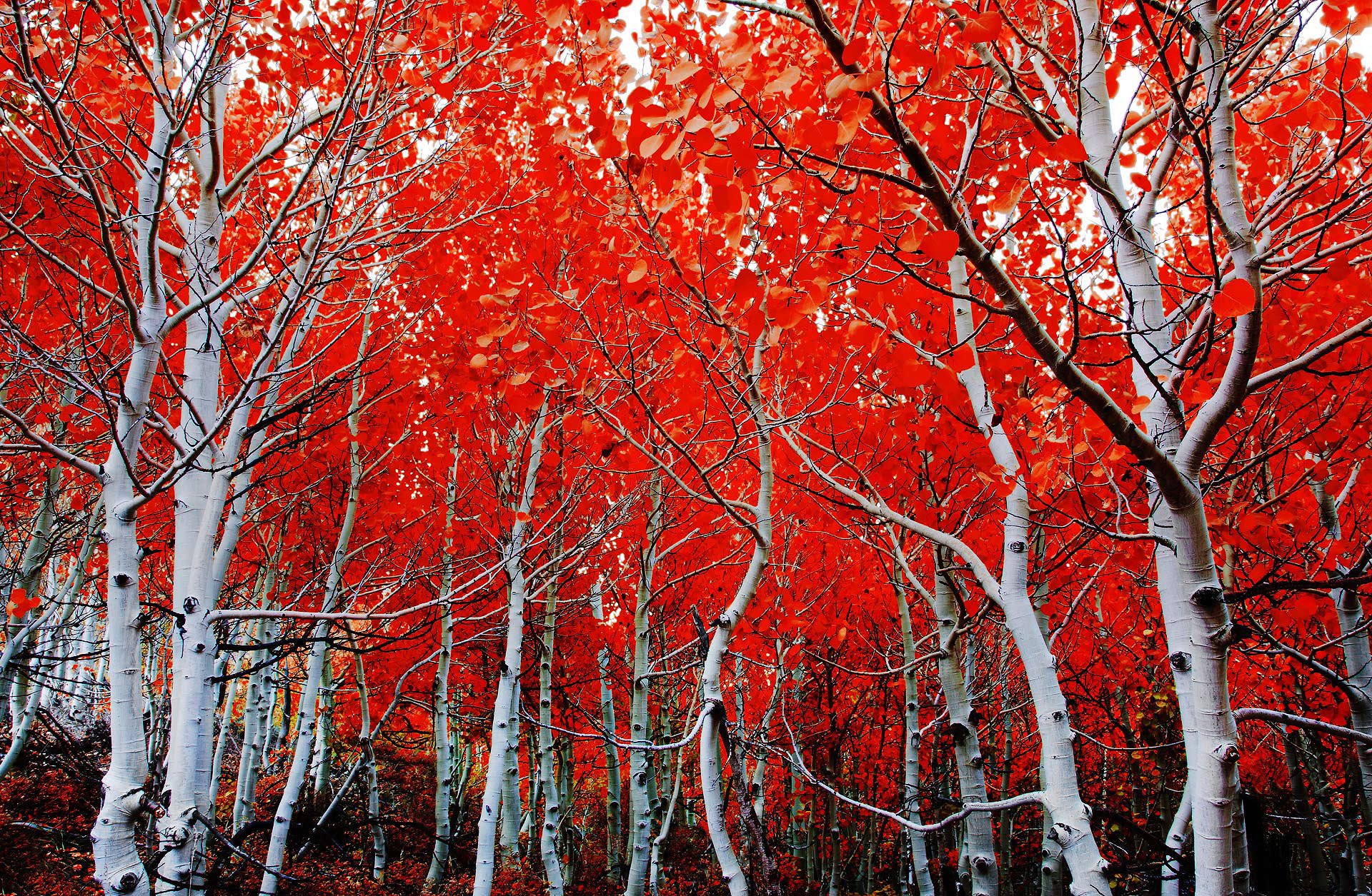 beauty, Nature, Landscape, Tree, Red, Forest Wallpaper