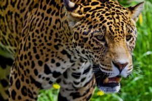 big, Cats, Jaguars, Glance, Animals, Jaguar