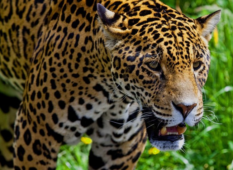 big, Cats, Jaguars, Glance, Animals, Jaguar HD Wallpaper Desktop Background