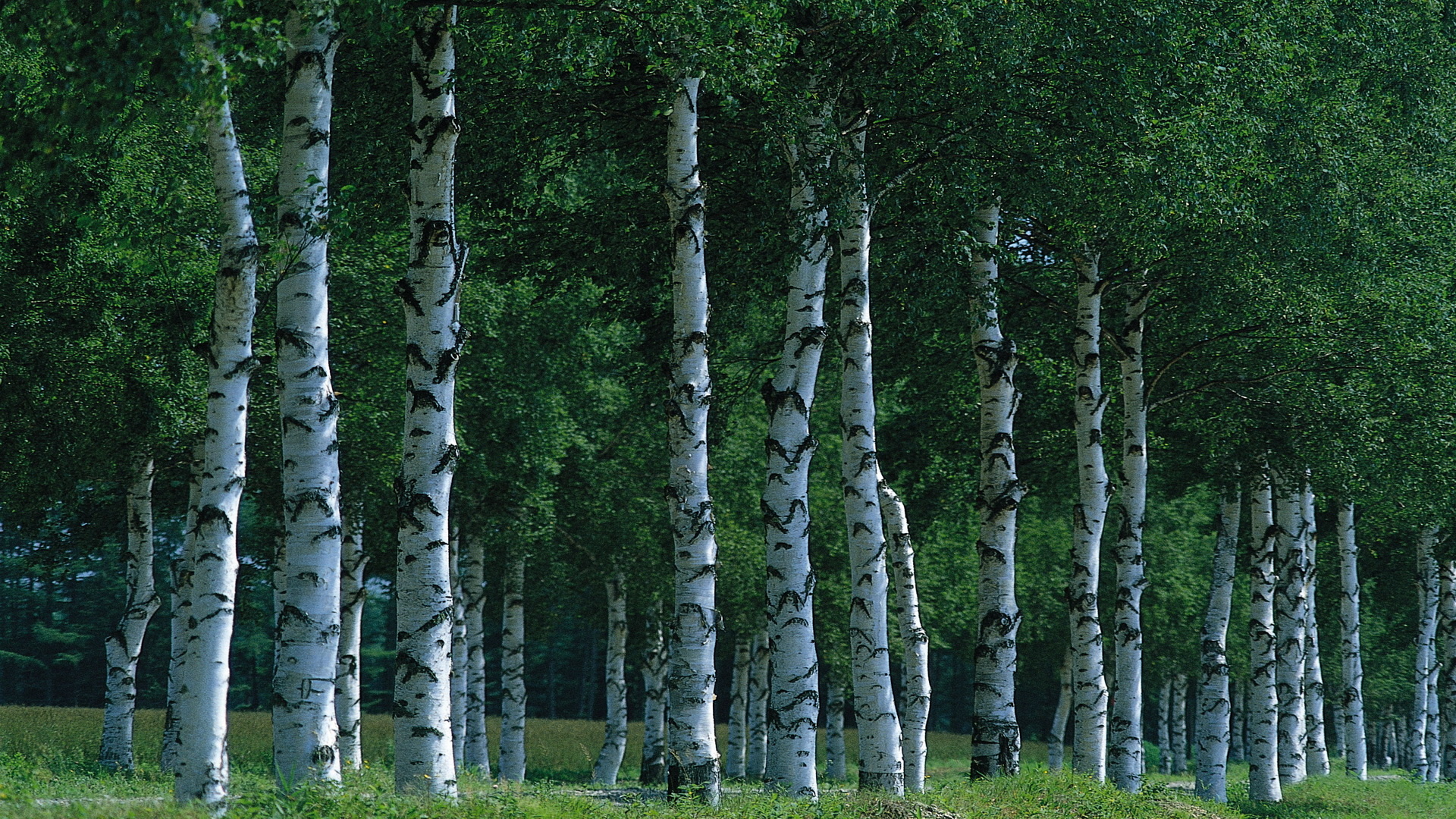 birch, Grove, Forest Wallpaper