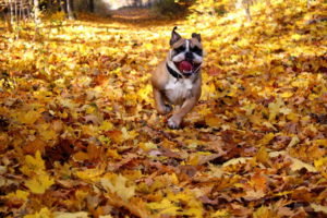 dogs, Autumn, Bulldog, Run, Dry, Foliage, Animals, Autumn, Leaves, Mood
