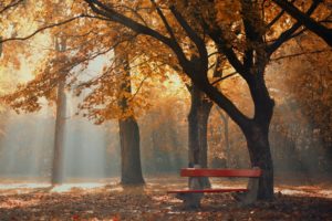 park, Autumn, Foliage, Trees, Bench