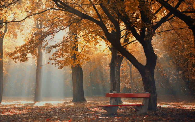 park, Autumn, Foliage, Trees, Bench HD Wallpaper Desktop Background