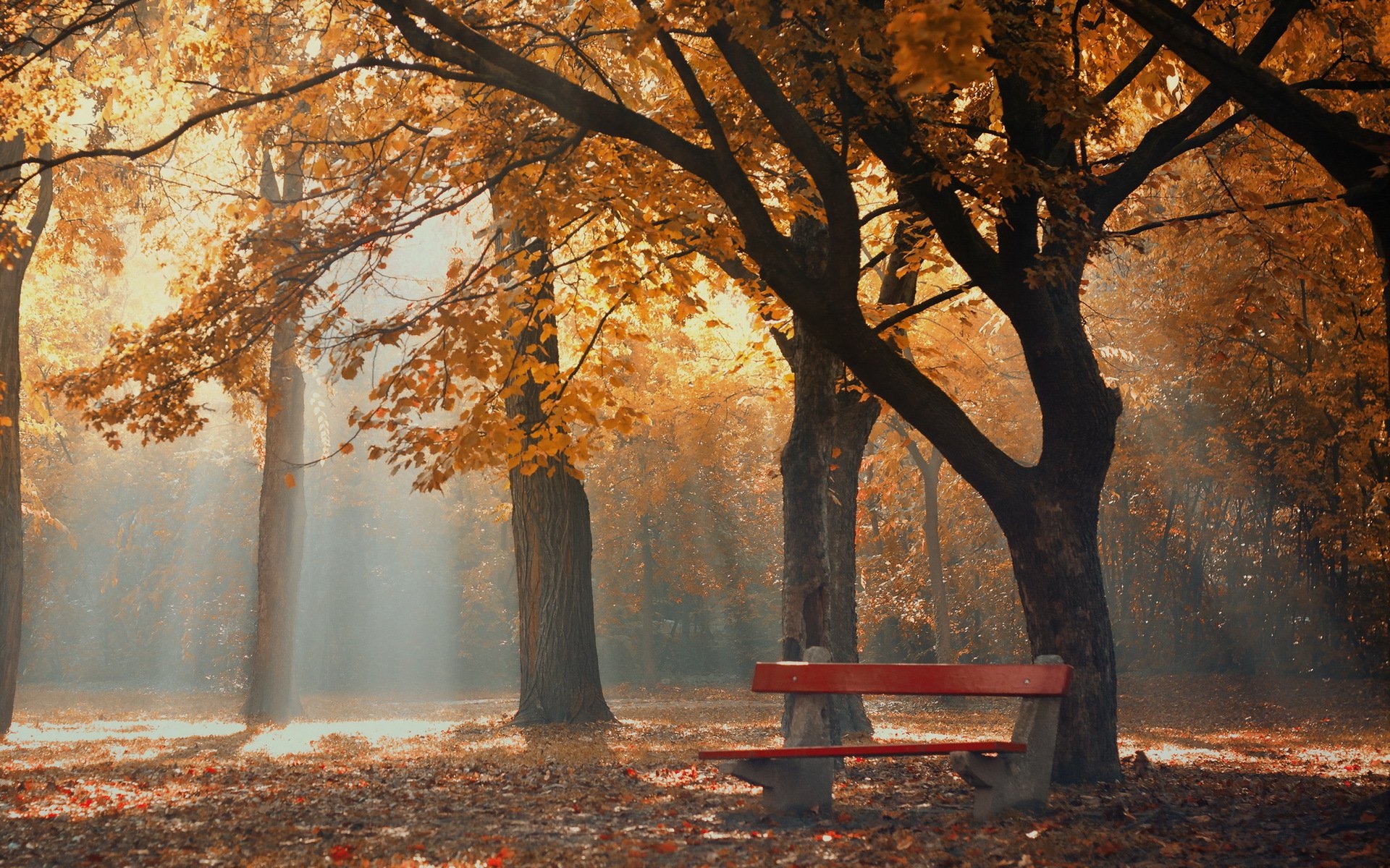 park, Autumn, Foliage, Trees, Bench Wallpaper