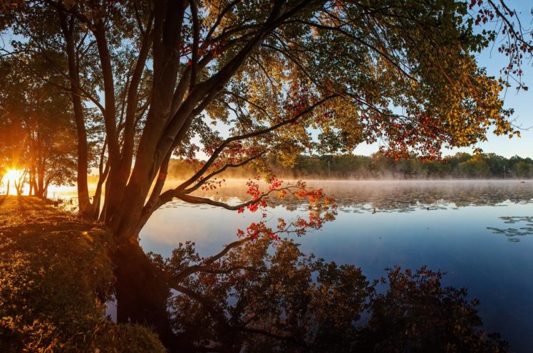 tree, Lake, Grass, Reflection, Nature, Beauty, Landscape HD Wallpaper Desktop Background
