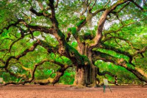 oak, Magnificent, Beauty, Of, Nature