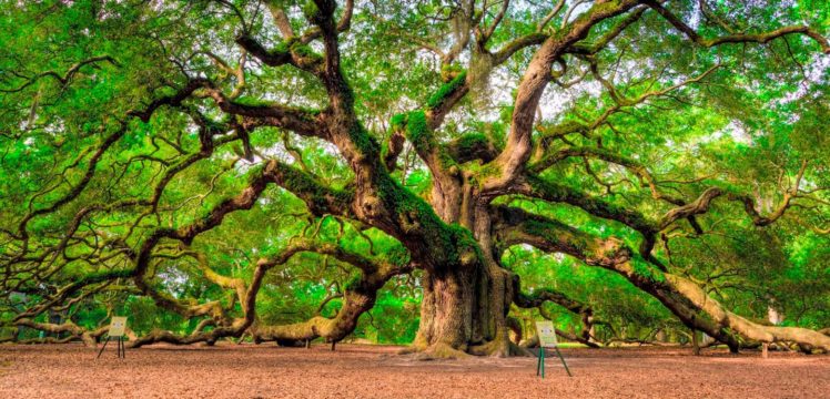 oak, Magnificent, Beauty, Of, Nature HD Wallpaper Desktop Background