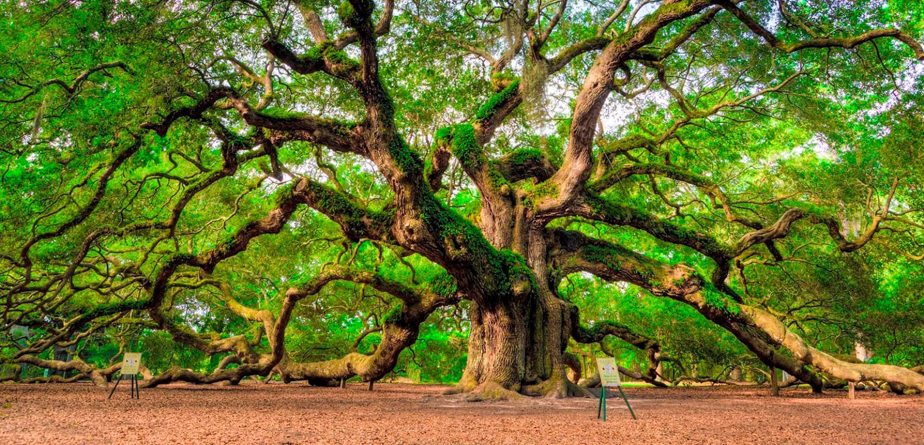 oak, Magnificent, Beauty, Of, Nature Wallpaper