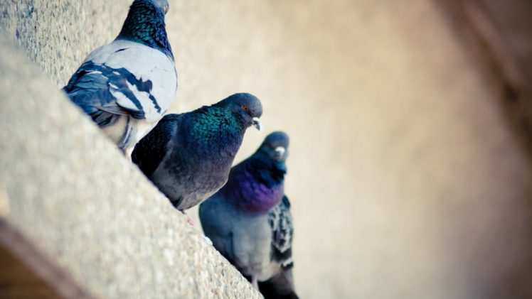 animal, Beauty, Poultry, Pigeons, House HD Wallpaper Desktop Background