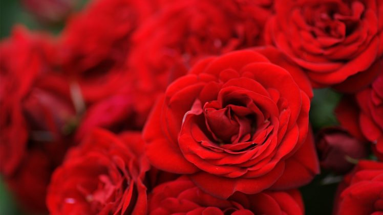 bouquet, Flowers, Roses, Red HD Wallpaper Desktop Background