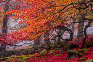 curves, Red, Rocks, Yellow, Trees, Leaves, Autumn