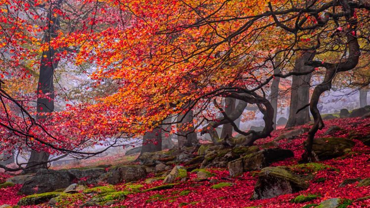 curves, Red, Rocks, Yellow, Trees, Leaves, Autumn HD Wallpaper Desktop Background