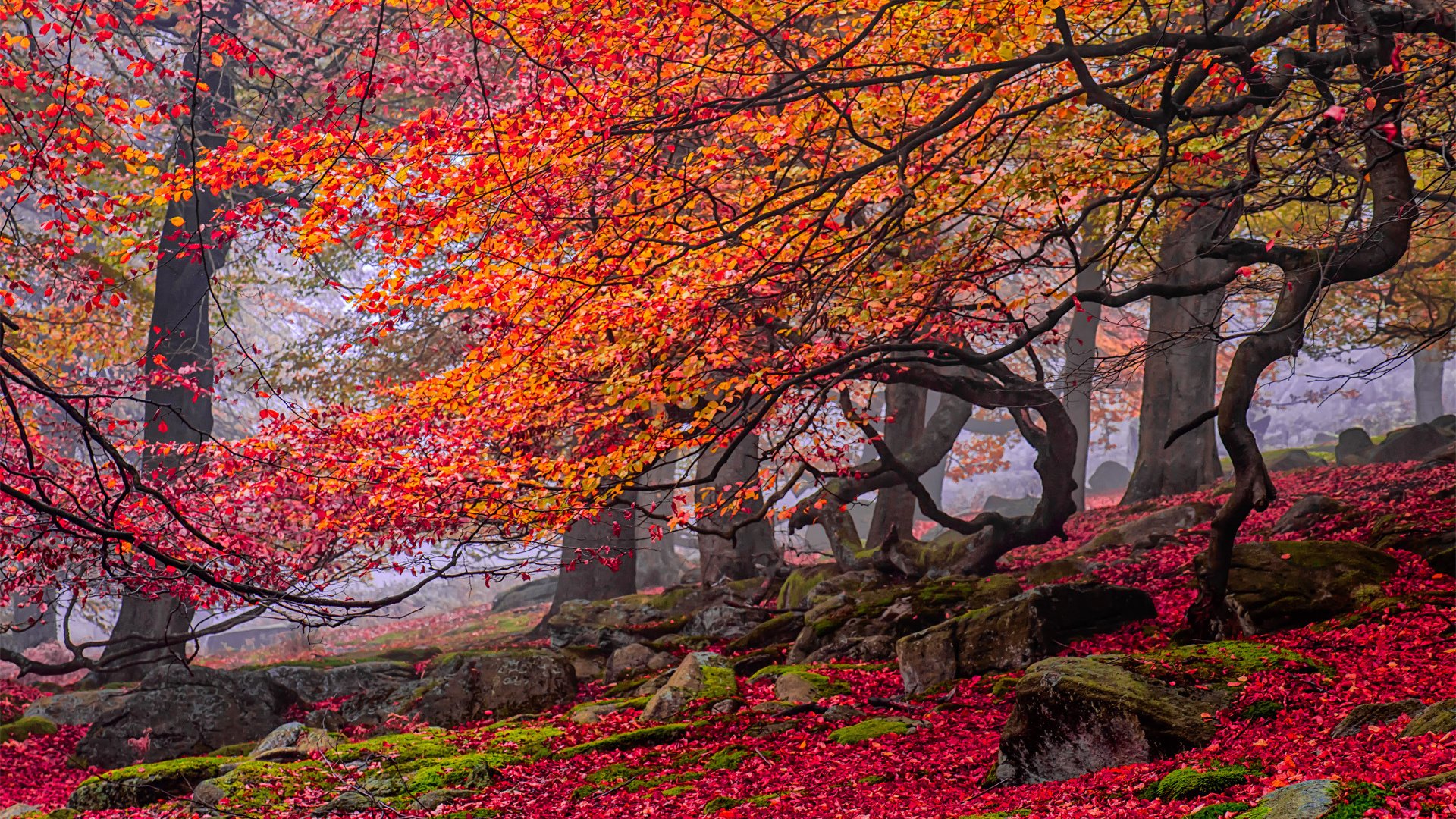 curves, Red, Rocks, Yellow, Trees, Leaves, Autumn Wallpaper