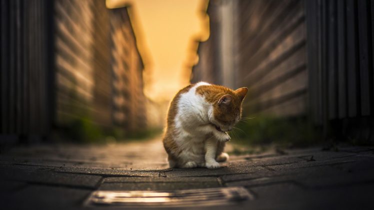 cute, Animal, Cat, Street HD Wallpaper Desktop Background