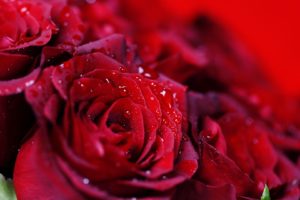 drops, Flower, Red, Rose, Many
