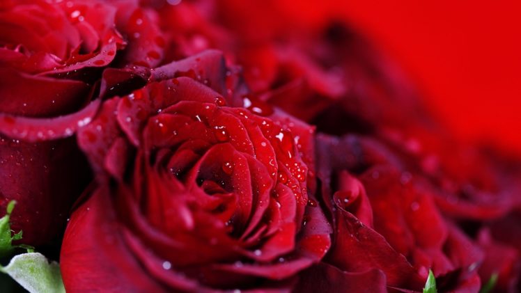 drops, Flower, Red, Rose, Many HD Wallpaper Desktop Background