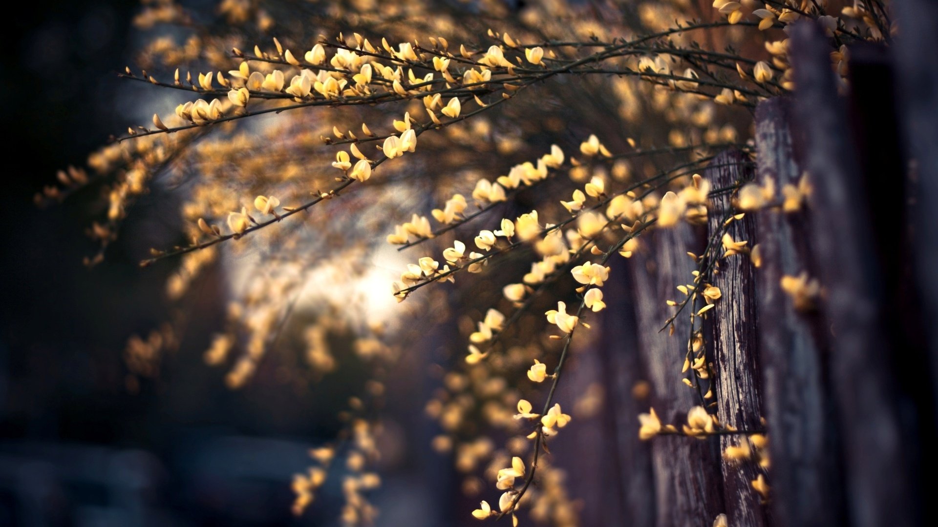 flowers, Plant, Fence, Background, Photo, Branches, Close up Wallpaper