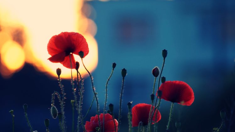 flowers, Red, Sunset, Poppy, Nature HD Wallpaper Desktop Background