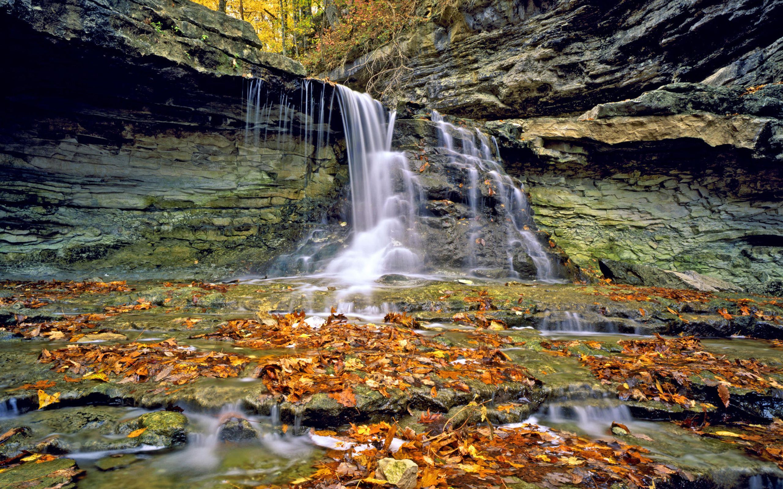 forest, Waterfall Wallpaper