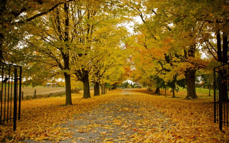 autumn, Leaves, Trees HD Wallpaper Desktop Background