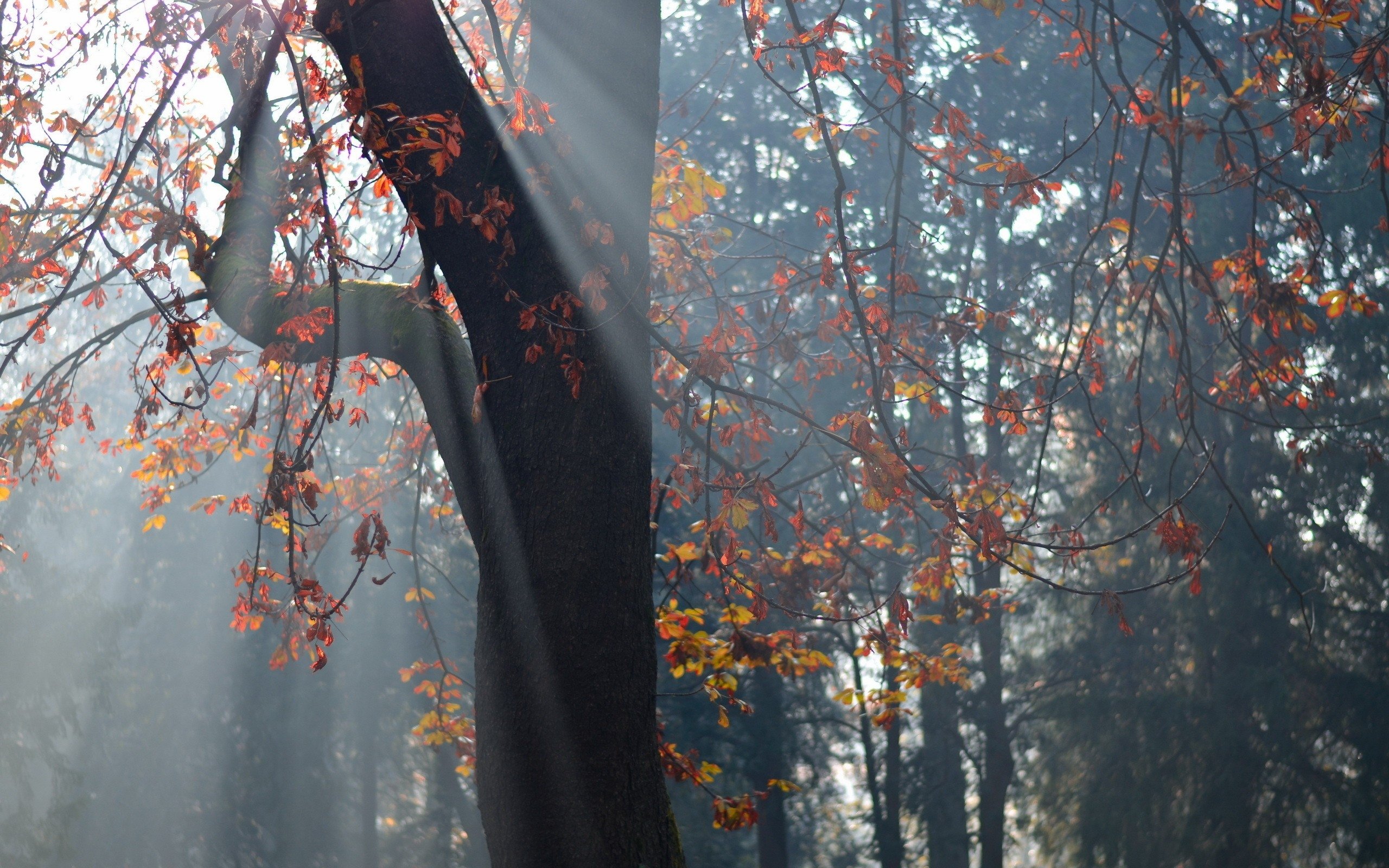 trees, Autumn, Leaves Wallpaper
