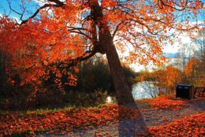 autumn, Park, River, Shop, Landscape