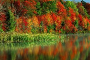 trees, Autumn, Colors, Water, Canes