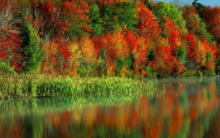 trees, Autumn, Colors, Water, Canes HD Wallpaper Desktop Background