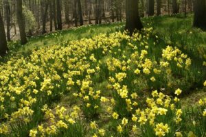 daffodils, Flowers, Slope, Forest, Trees, Nature