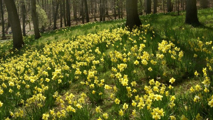 daffodils, Flowers, Slope, Forest, Trees, Nature HD Wallpaper Desktop Background